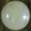 Egg, egg: Green Spotted Triangle (Graphium agamemnon ligatus)