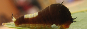 Early instar larva, side view: Green Spotted Triangle (Graphium agamemnon ligatus)