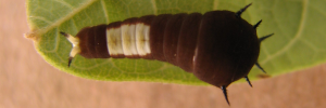 Early instar larva, top view: Green Spotted Triangle (Graphium agamemnon ligatus)
