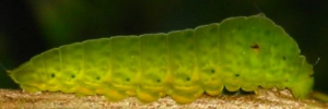 Final instar larva, side view: Green Spotted Triangle (Graphium agamemnon ligatus)