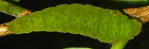 Final instar larva, top view: Green Spotted Triangle (Graphium agamemnon ligatus)
