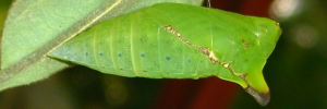 Pupa, side view: Green Spotted Triangle (Graphium agamemnon ligatus)