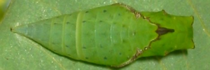 Pupa, top view: Green Spotted Triangle (Graphium agamemnon ligatus)