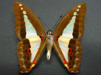 Adult, male, underside: Blue Triangle (Graphium choredon)