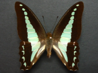 Adult, female, upperside: Blue Triangle (Graphium choredon)