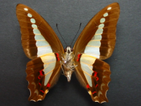 Adult, female, underside: Blue Triangle (Graphium choredon)