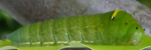 Final instar larva, side view: Blue Triangle (Graphium choredon)