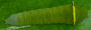 Final instar larva, top view: Blue Triangle (Graphium choredon)