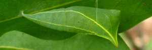 Pupa, side view: Blue Triangle (Graphium choredon)