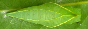 Pupa, top view: Blue Triangle (Graphium choredon)