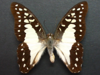 Adult, male, upperside: Pale Triangle (Graphium eurypylus lycaon)
