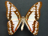 Adult, male, underside: Pale Triangle (Graphium eurypylus lycaon)