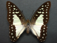 Adult, female, upperside: Pale Triangle (Graphium eurypylus lycaon)