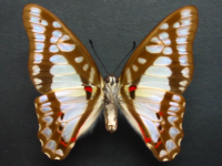 Adult, female, underside: Pale Triangle (Graphium eurypylus lycaon)