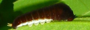 Early instar larva, side view: Pale Triangle (Graphium eurypylus lycaon)