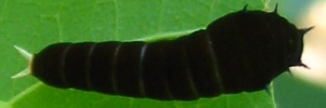 Early instar larva, top view: Pale Triangle (Graphium eurypylus lycaon)