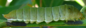 Final instar larva, side view: Pale Triangle (Graphium eurypylus lycaon)
