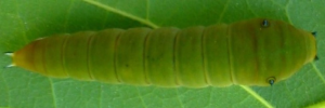 Final instar larva, top view: Pale Triangle (Graphium eurypylus lycaon)