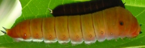 Later instar larva, side view: Pale Triangle (Graphium eurypylus lycaon)