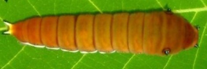 Later instar larva, top view: Pale Triangle (Graphium eurypylus lycaon)