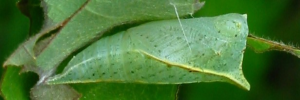 Pupa, side view: Pale Triangle (Graphium eurypylus lycaon)
