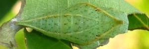 Pupa, top view: Pale Triangle (Graphium eurypylus lycaon)