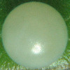 Egg, egg: Green Triangle (Graphium macfarlanei macfarlanei)