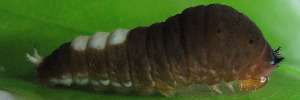 Early instar larva, side view: Green Triangle (Graphium macfarlanei macfarlanei)
