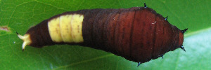 Early instar larva, top view: Green Triangle (Graphium macfarlanei macfarlanei)