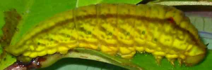 Final instar larva, side view: Green Triangle (Graphium macfarlanei macfarlanei)