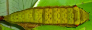 Final instar larva, top view: Green Triangle (Graphium macfarlanei macfarlanei)