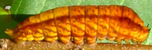 Final instar larva, side view: Green Triangle (Graphium macfarlanei macfarlanei)