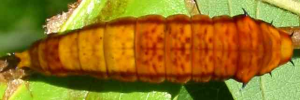 Final instar larva, top view: Green Triangle (Graphium macfarlanei macfarlanei)