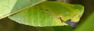 Pupa, side view: Green Triangle (Graphium macfarlanei macfarlanei)