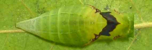 Pupa, top view: Green Triangle (Graphium macfarlanei macfarlanei)