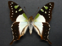 Adult, male, upperside: Macleay's Swallowtail (Graphium macleayanus macleayanus)