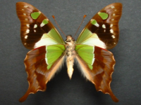 Adult, male, underside: Macleay's Swallowtail (Graphium macleayanus macleayanus)