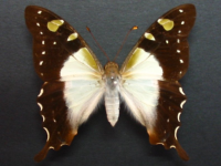 Adult, female, upperside: Macleay's Swallowtail (Graphium macleayanus macleayanus)
