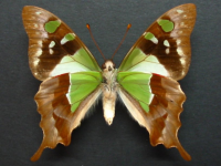 Adult, female, underside: Macleay's Swallowtail (Graphium macleayanus macleayanus)