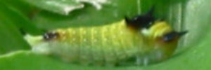 Early instar larva, side view: Macleay's Swallowtail (Graphium macleayanus macleayanus)
