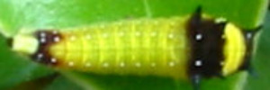 Early instar larva, top view: Macleay's Swallowtail (Graphium macleayanus macleayanus)