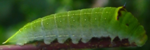 Final instar larva, side view: Macleay's Swallowtail (Graphium macleayanus macleayanus)