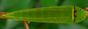 Final instar larva, top view: Macleay's Swallowtail (Graphium macleayanus macleayanus)