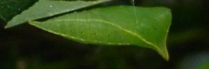 Pupa, side view: Macleay's Swallowtail (Graphium macleayanus macleayanus)