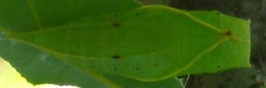 Pupa, top view: Macleay's Swallowtail (Graphium macleayanus macleayanus)