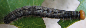 Final instar larva, top view: Chrome Awl (Hasora chromus chromus)