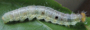Final instar larva, side view: Chrome Awl (Hasora chromus chromus)