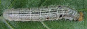 Final instar larva, top view: Chrome Awl (Hasora chromus chromus)