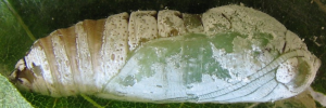 Pupa, side view: Chrome Awl (Hasora chromus chromus)