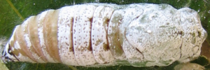 Pupa, top view: Chrome Awl (Hasora chromus chromus)